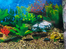 Load image into Gallery viewer, vintage community aquarium tropical planted tank background UK
