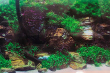 Load image into Gallery viewer, natural planted tank background poster 4ft tropical fishes
