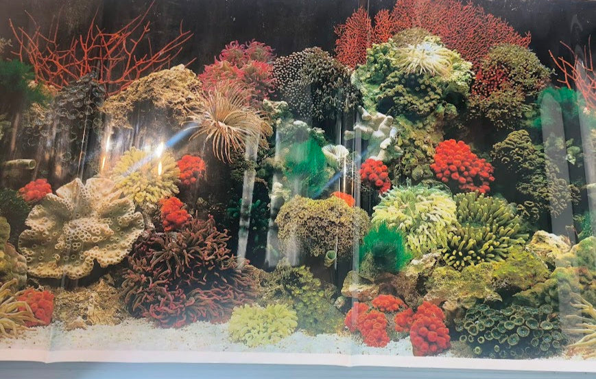 vintage retro classic coral garden background for aquarium