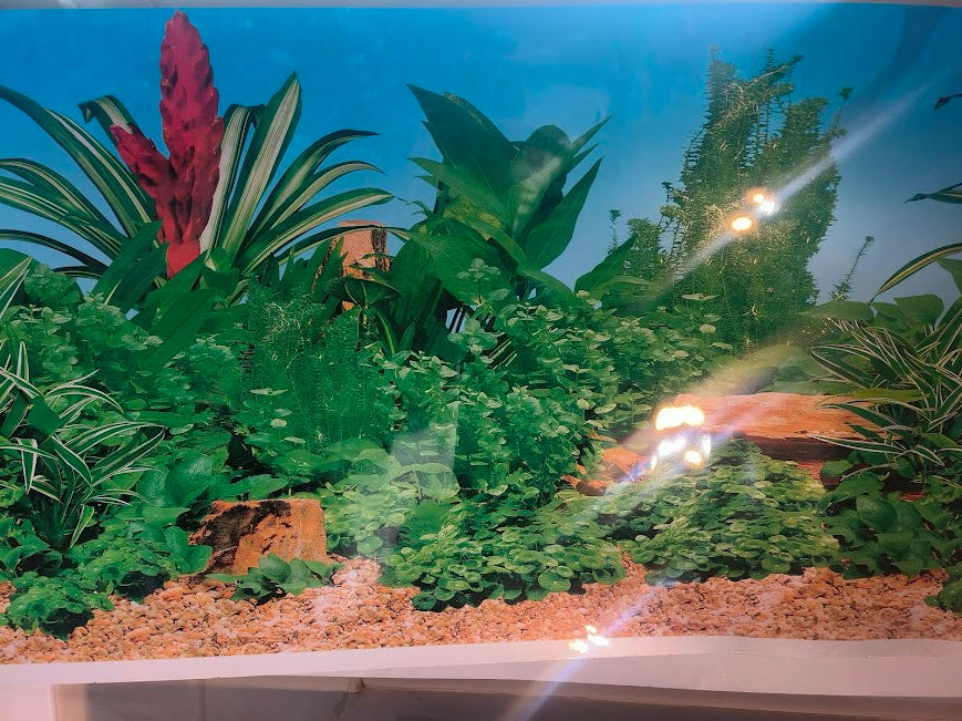 tropical fish background with plants