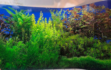 Load image into Gallery viewer, Lush Planted Tank Background
