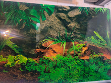 Load image into Gallery viewer, Lush Terrestrial Plants - 🦎Vivarium / Aquarium / Terrarium Background 19″ 18″
