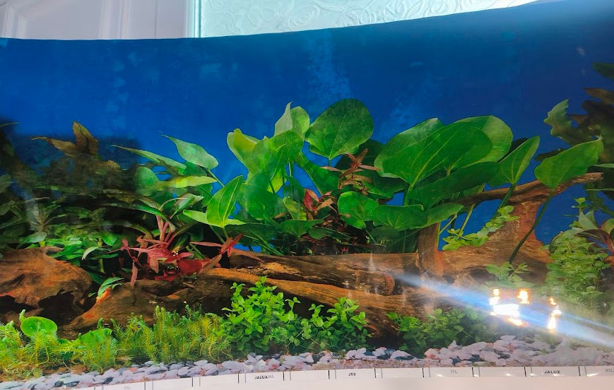 Plants and Bogwood- Aquarium Backdrop 16″ height