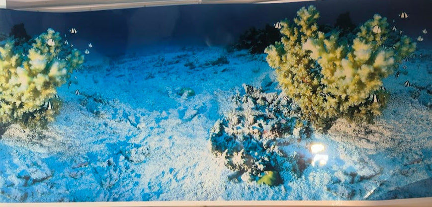 Indo Pacific Coral Reef 🐟Backdrop 19″ Tall Reef Aquarium Background