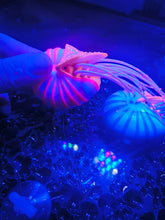 Load image into Gallery viewer, Glowing pink squid UK nautilus MODEL
