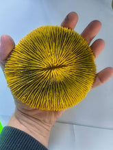 Load image into Gallery viewer, Large Yellow Fungia Plate Coral LPS

