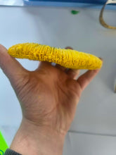 Load image into Gallery viewer, Large Yellow Fungia Plate Coral LPS
