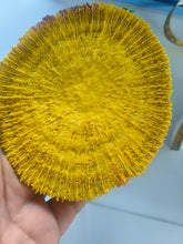 Load image into Gallery viewer, Large Yellow Fungia Plate Coral LPS
