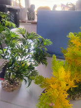 Load image into Gallery viewer, 3 large tall aquarium plants - sydeco- tropical fish tank
