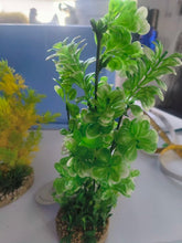 Load image into Gallery viewer, 3 large tall aquarium plants - sydeco- tropical fish tank

