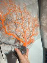 Load image into Gallery viewer, ORANGE GORGONIAN CORAL SE FAN WYSIWYG
