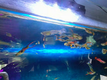 Load image into Gallery viewer, live guppies for UK delivery
