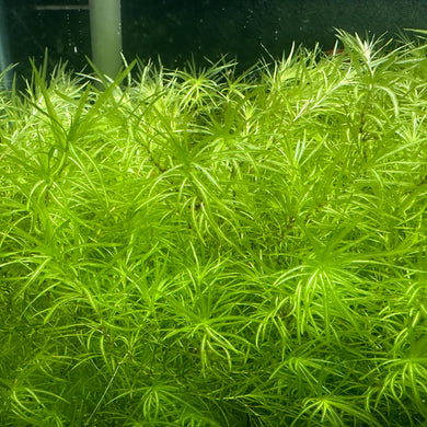 Guppy grass 