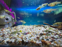 Load image into Gallery viewer, Endler Guppy Fish - Groups, Male, Female &amp; Pairs
