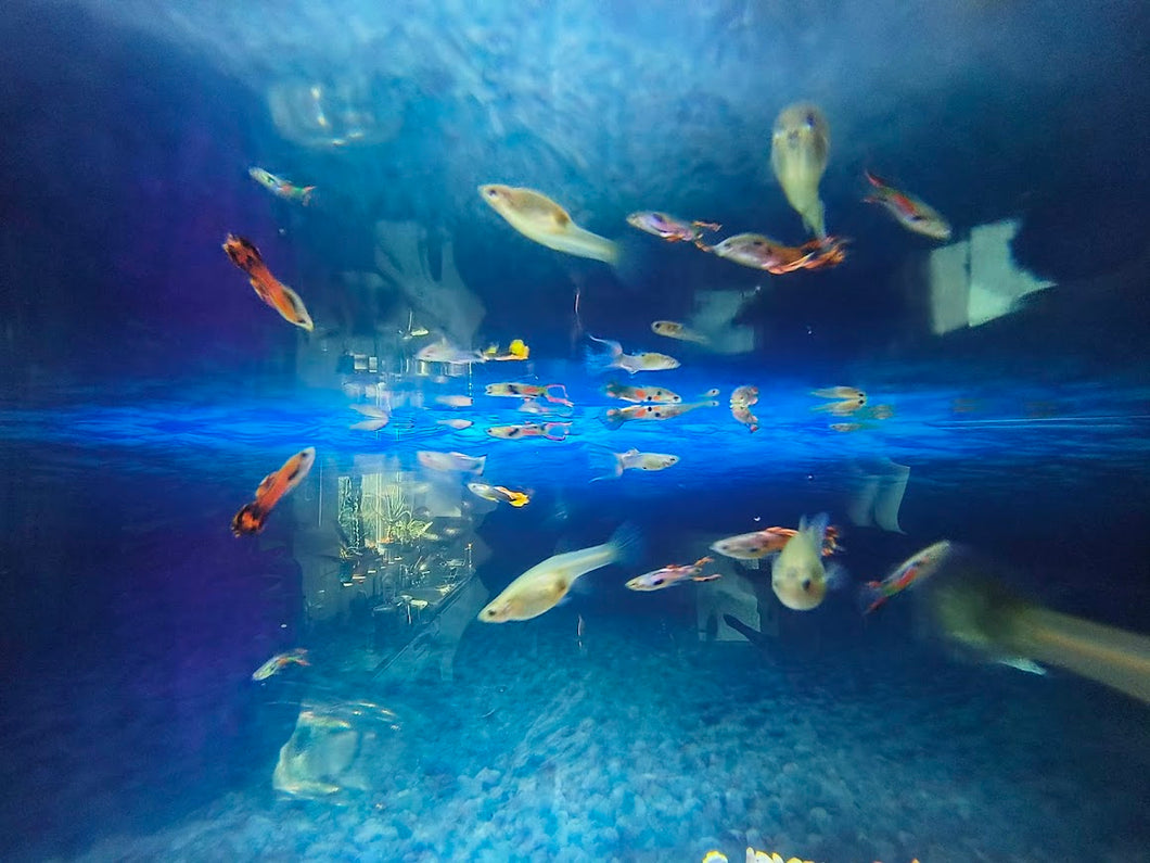 Endler Guppy Fish - Groups, Male, Female & Pairs